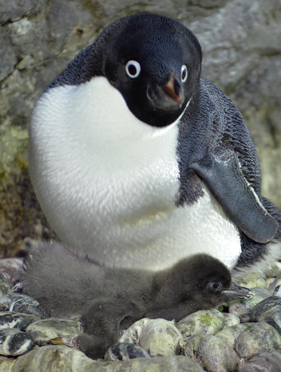 A baby Adelie penguin (bottom), who was born on July 10, 2013, and a mother share a moment at the Osaka Aquarium Kaiyukan on July 26, 2013. Visitors can see the 680 grams baby penguin and other penguins living in a water tank surrounded by frozen rocks and ice. (KAZUHIRO NOGI/AFP/Getty Images)