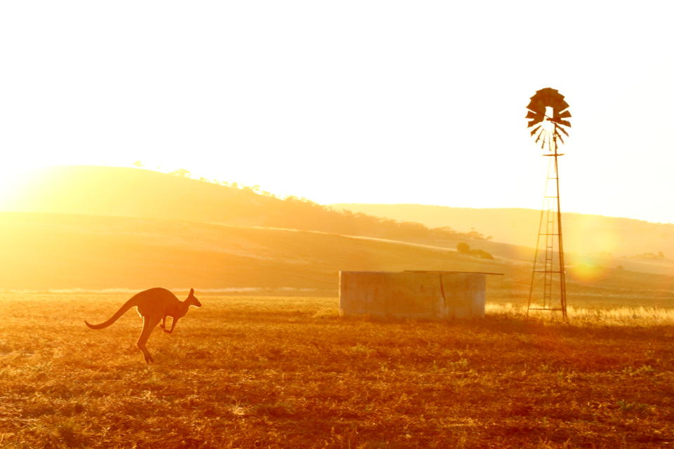 A kangaroo hops across grass in Australia. The UN has urged leaders to follow through on tackling a pair of pressing problems: climate change and dwindling biodiversity.