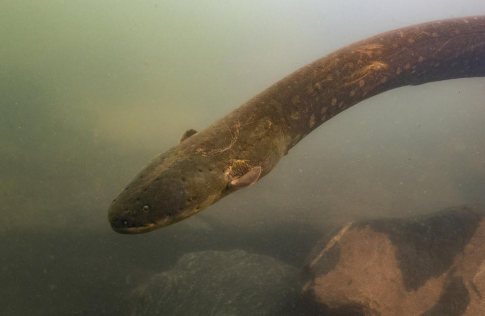 This undated photo provided by researchers in September 2019 shows an Electrophorus voltai, one of the two newly discovered electric eel species, in Brazil's Xingu River. While 250 species of fish in South America generate electricity, only electric eels use it to stun prey and for self-protection. (Leandro Sousa via AP)