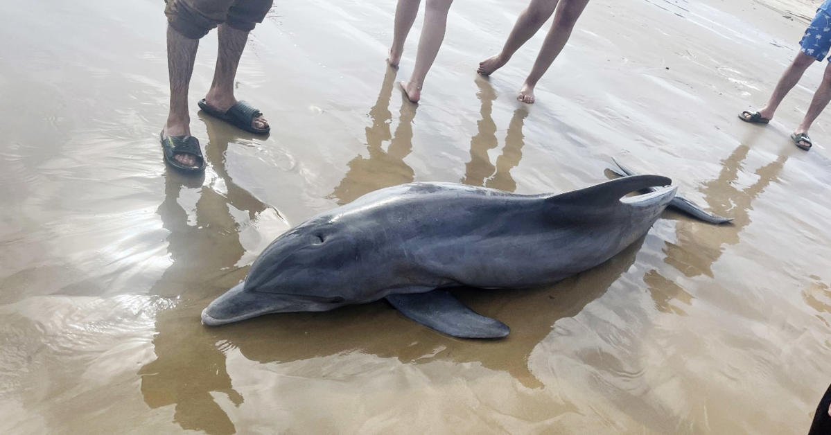 Dolphin struck by boat propeller as marine team warn of increase in  disturbance ahead of Easter weekend