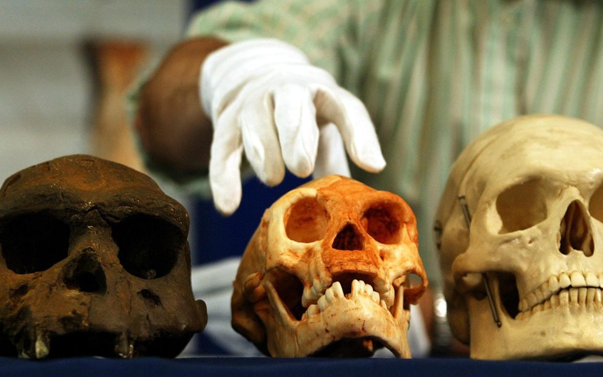 A skull of a Homo erectus from Java, the new discovery, Homo floresiensis from Flores, and a modern day Human Skull, the Homo sapiens. - Abbie Trayler-Smith