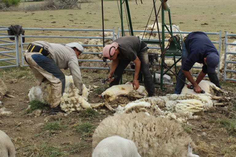 La cuadrilla en acción: el agarrador toma el vellón de lana y lo amontona fuera del corral, mientras los otros dos trabajadores esquilan las ovejas