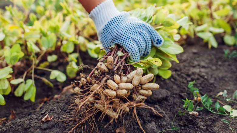 harvesting peanut