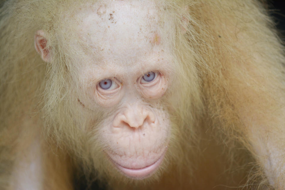 <p>Alba the albino organgutan from Borneo. (Photo: Caters News) </p>