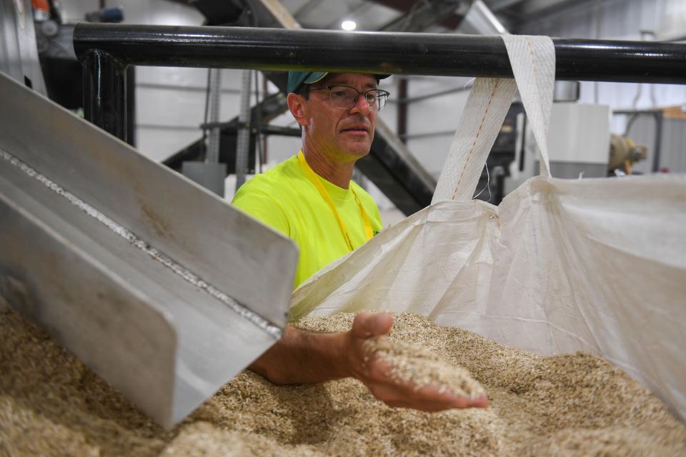 Vice President of South Dakota's Complete Hemp Processing Ken Meyer holds a hand full of hemp core during a tour of the first hemp fiber processing plant in Winfred, South Dakota on Friday, August 4, 2023.