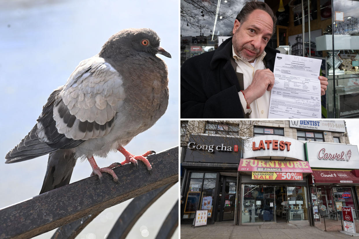 composite image left a pigeon, upper right david rose holds up his pigeon poop summons; lower right, furniture storefront in the bronx