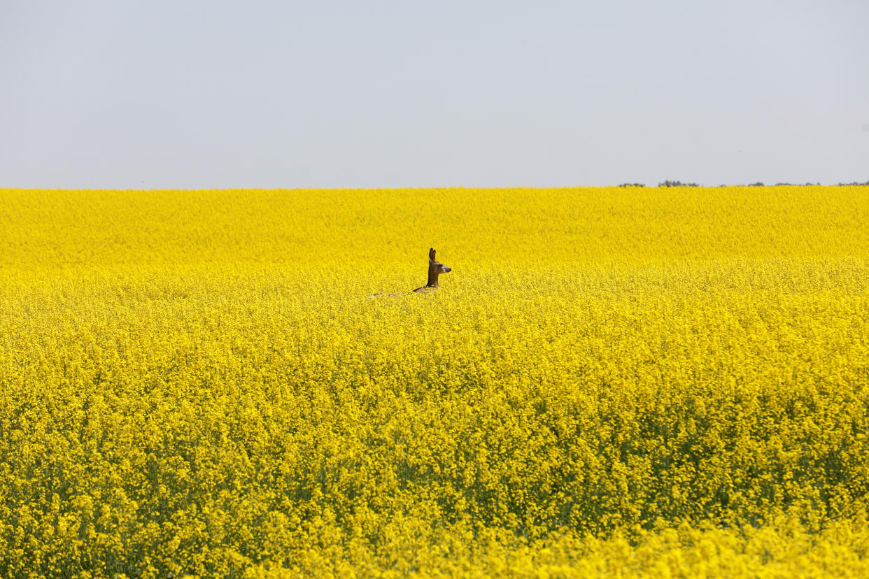 A deer feeds in a western Canadian canola field that is in full bloom before it will be harvested later this summer in rural Alberta, Canada July 23, 2019. REUTERS/Todd Korol