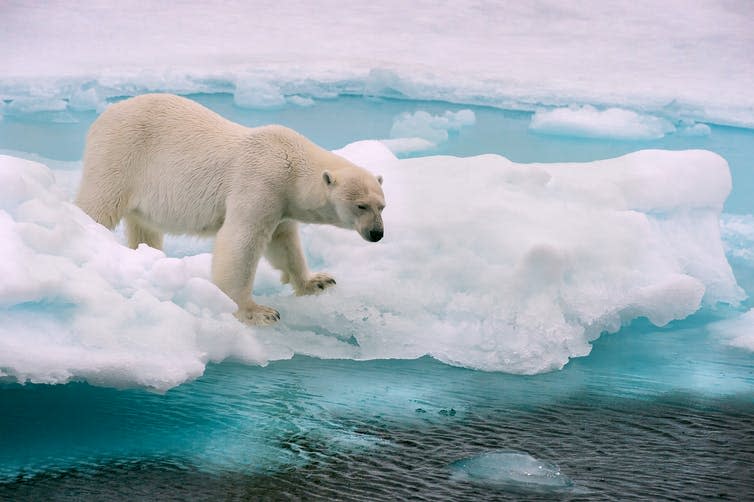 <span class="caption">Due to climate change, ice is melting earlier in summer and refreezing later in winter.</span> <span class="attribution"><a class="link " href="https://www.shutterstock.com/image-photo/polar-bear-on-ice-floe-norwegian-702251059" rel="nofollow noopener" target="_blank" data-ylk="slk:FloridaStock/shutterstock;elm:context_link;itc:0;sec:content-canvas">FloridaStock/shutterstock</a></span>