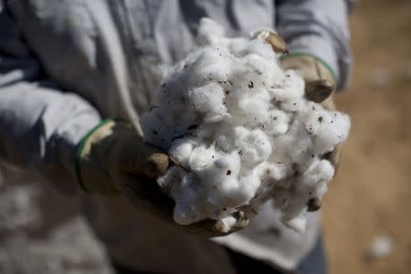Farm worker Jose Luna holds a bundle of harvested cotton at Baxley & Baxley Farms in Minturn, South Carolina in this November 24, 2012 file photo. REUTERS/Randall Hill/Files