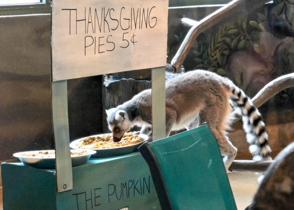 "Pumpkin pies" made out of sweet potatoes were served to the lemurs on a makeshift food stand.