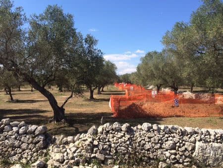 A site for the construction of a pipeline is seen in a grove of century-old olive trees in the southern Italian village of Melendugno, near Lecce, September 23, 2016. REUTERS/Giancarlo Navach