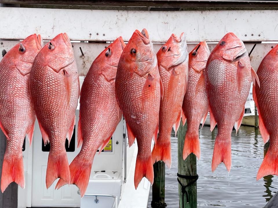 Anglers caught these red snappers while fishing aboard charter boats near Destin on the final day of the red snapper season last year.