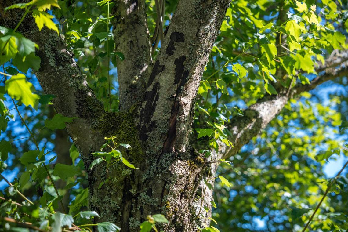 The black bark patches in trees is what distinguishes them as having the sooty bark disease. Not to be confused with lichen or moss that is often on trees and is harmless to them.