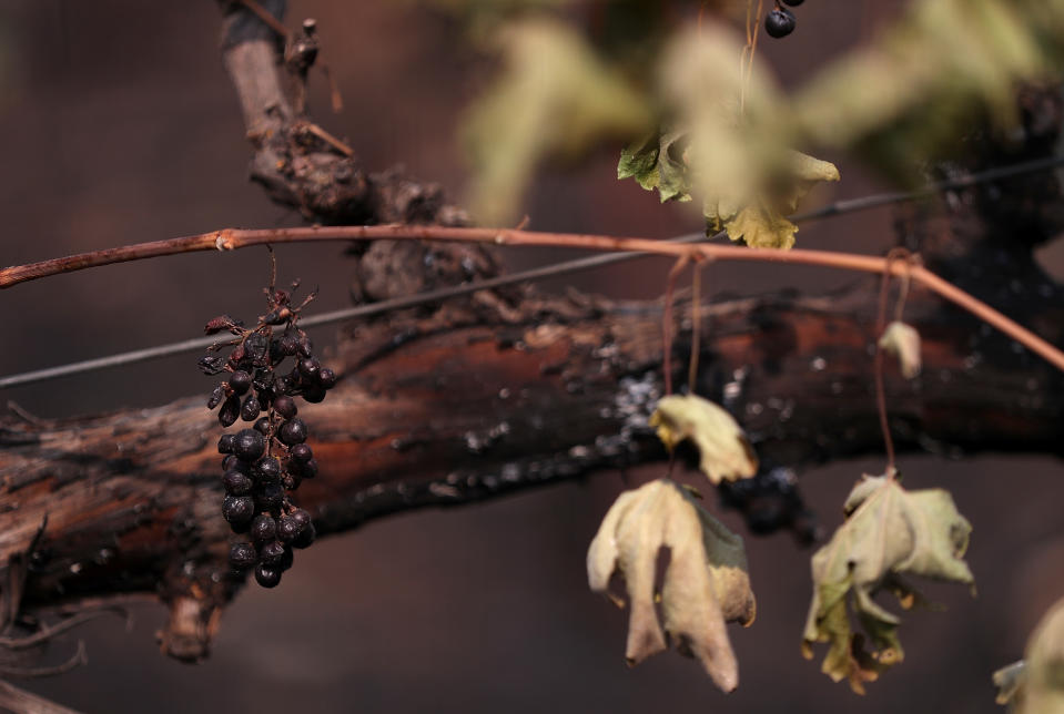 <p>Grapes hang from a burned grave vine on Oct. 10, 2017 in Glen Ellen, Calif. (Photo: Justin Sullivan/Getty Images) </p>