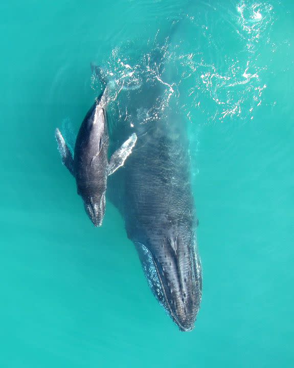 A mother-calf humpback pair in Exmouth Gulf, Australia.