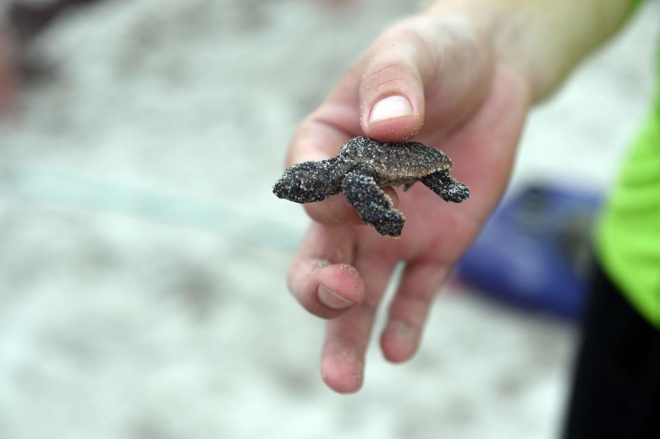 Sea turtles, which begin nesting in the spring, have existed for 110 million years and yet the species living today face an uncertain future, reports the FWC. Habitat encroachment and degradation, pollution are only some of the hazards that sea turtles must face as they struggle to survive.