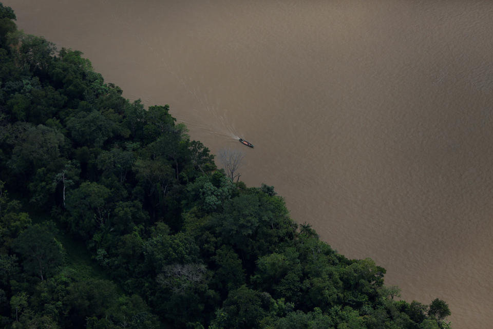 Brazil jaguars find safe haven in rainforest trees