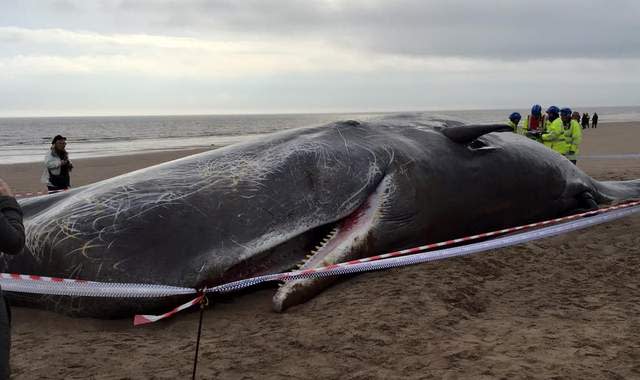 exploding sperm whale