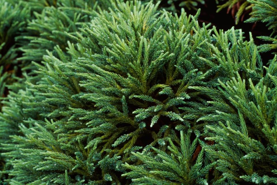 Japanese Cryptomeria (Cryptomeria japonica)