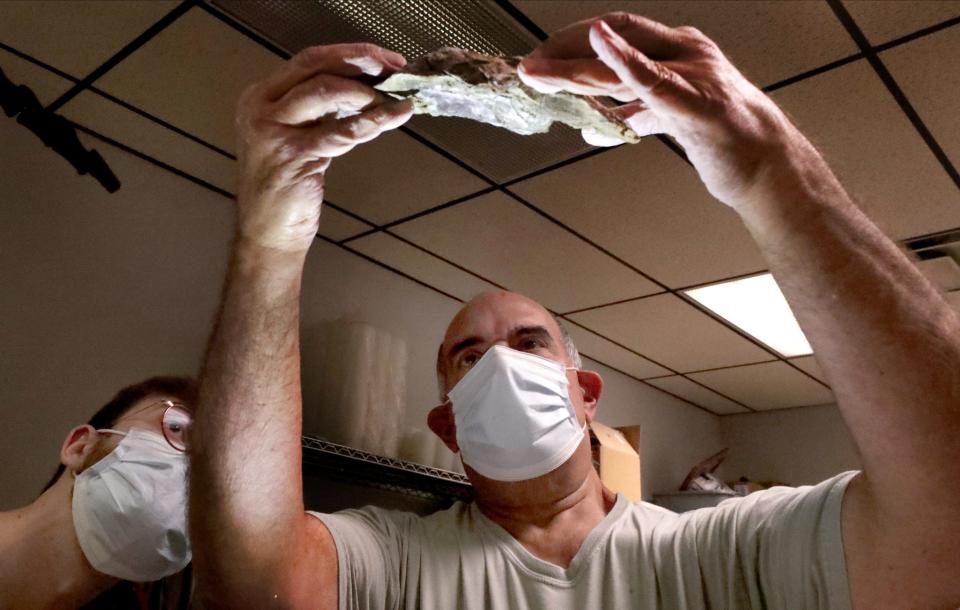 Joe Nochera looks closely at a piece that was removed from a triceratops skull as they remove the skull from the earth and rock that it was found in at Earth Experience - Middle Tennessee Museum of Natural History on Wednesday, Sept. 6, 2023. Fischer Touchton looks over his shoulder.