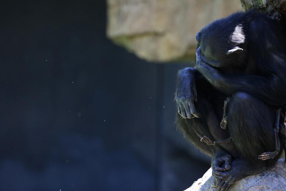 西班牙瓦倫西亞動物園中的黑猩猩媽媽娜塔莉亞，3個月來到哪兒都帶著死去孩子的遺體，不肯撒手。路透社