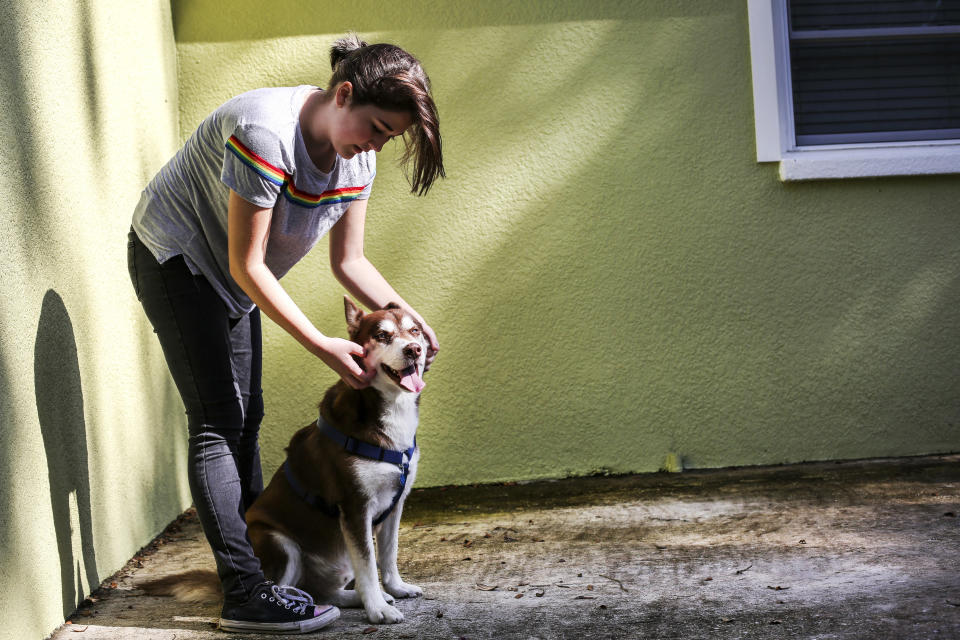 In this Wednesday, Nov. 21, 2018 photo, Rose Verrill, 13, rubs the head of a brown and white Husky named Sinatra at her home in Seffner, Fla. Eighteen months after the dog disappeared from his home in New York, he ended up wandering in a Florida neighborhood where Verrill took him in. Turns out, Sinatra once belonged to Zion Willis, 16, who died in a gun accident in Brooklyn, N.Y., in 2015. He'll be reunited with her family in Baltimore on Nov. 25. (Bronte Wittpenn/Tampa Bay Times via AP)