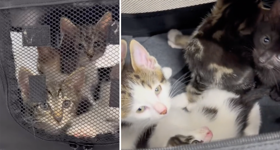 Five kittens were dumped on a Perth beach inside the carrier.