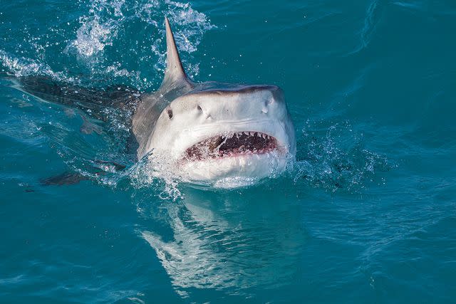 <p>Getty</p> Stock image of a tiger shark as it breaks the water surface with mouth open and teeth showing