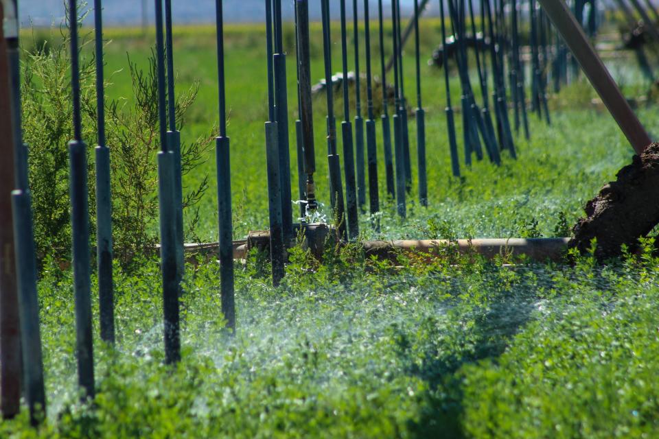 Crops are irrigated on a farm in Cochise County.