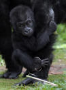 BRISTOL, ENGLAND - MAY 04: Bristol Zoo's baby gorilla Kukena holds onto his mother as he takes some of his first steps as he ventures out of his enclosure with his mother Salome at Bristol Zoo's Gorilla Island on May 4, 2012 in Bristol, England. The seven-month-old western lowland gorilla is starting to find his feet as he learns to walk having been born at the zoo in September. Kukena joins a family of gorillas at the zoo that are part of an international conservation breeding programme for the western lowland gorilla, which is a critically endangered species. (Photo by Matt Cardy/Getty Images)