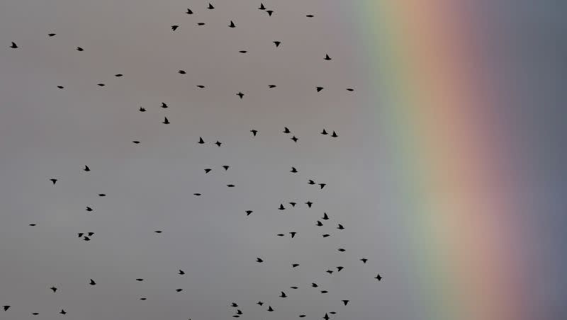 A group of starlings fly in the dark cloudy sky over the city in the direction of a rainbow in Frankfurt, Germany, on Nov. 5, 2019.