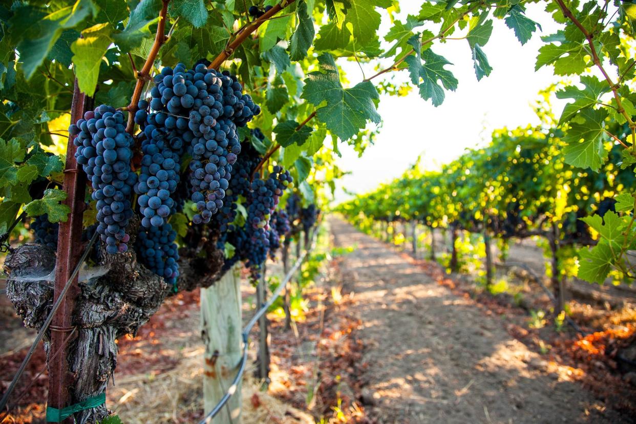 Cabernet Sauvignon grape cluster on the vine in a vineyard in Napa Valley, California