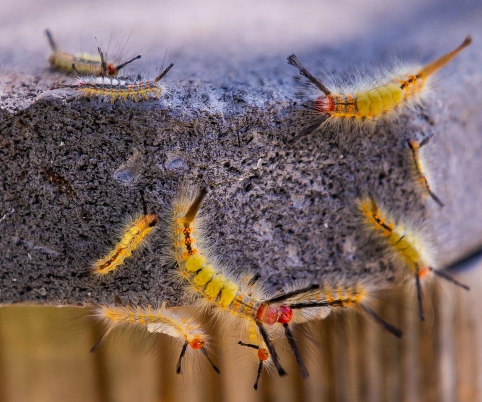 An outbreak of fir tussock moth caterpillars have hit north central Florida. Kayakers, swimmers and scuba divers were aware of them as they stepped on them and tried to avoid them Monday morning, March 28th at the KP Hole Park on the Rainbow River in Dunnellon, FL.