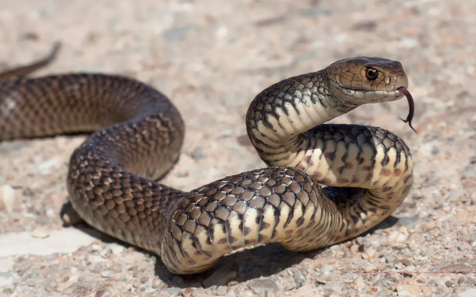 Brown snake