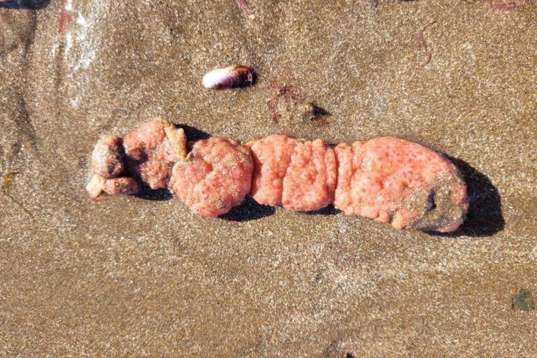Las papas de mar que aparecieron en las playas del sur de Mar del Plata pertenecen a una especie de ascidia