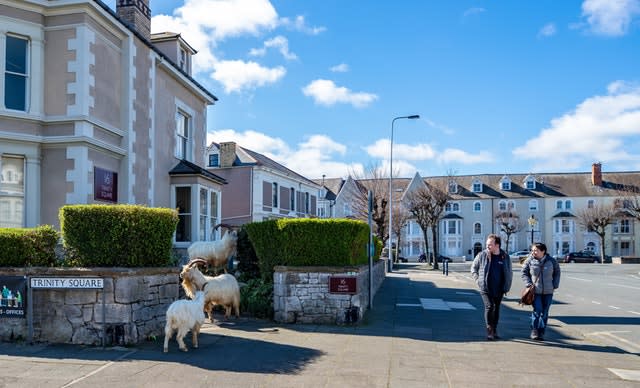 The Great Orme headland is home to a herd of around 200 wild goats