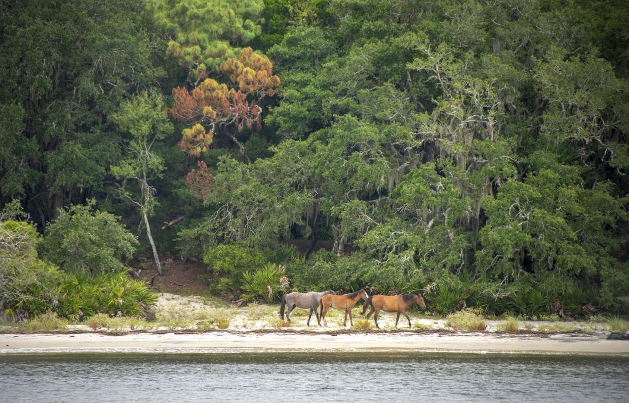 cumberland island national seashore