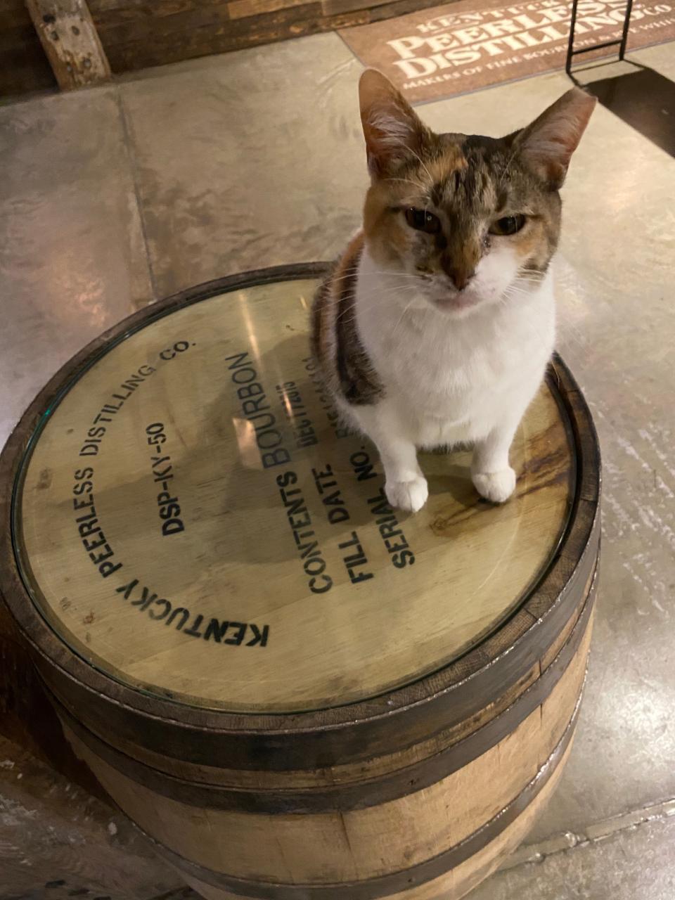 Rye Meow lives at Kentucky Peerless Distilling Co.