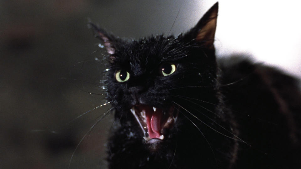 Tales From The Darkside: The Movie The Cat From Hell