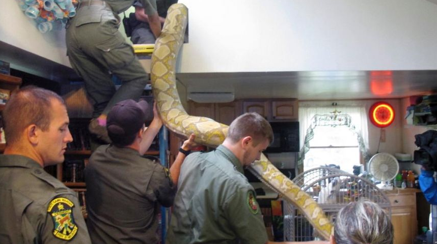 Mr Howard said it would take more than one person to deal with the snakes. Photo: Fox News