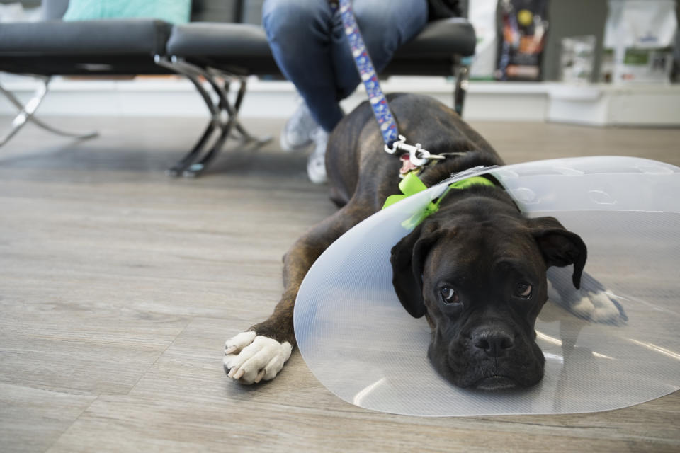 The AVA said veterinarians were reluctant by nature to seek help for issues that involved their own mental state. Source: Getty Images