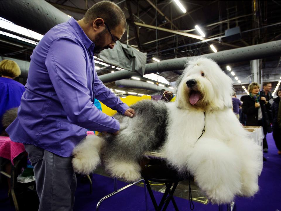 Haystac's Dream Catcher, an old English sheepdog, in 2013.