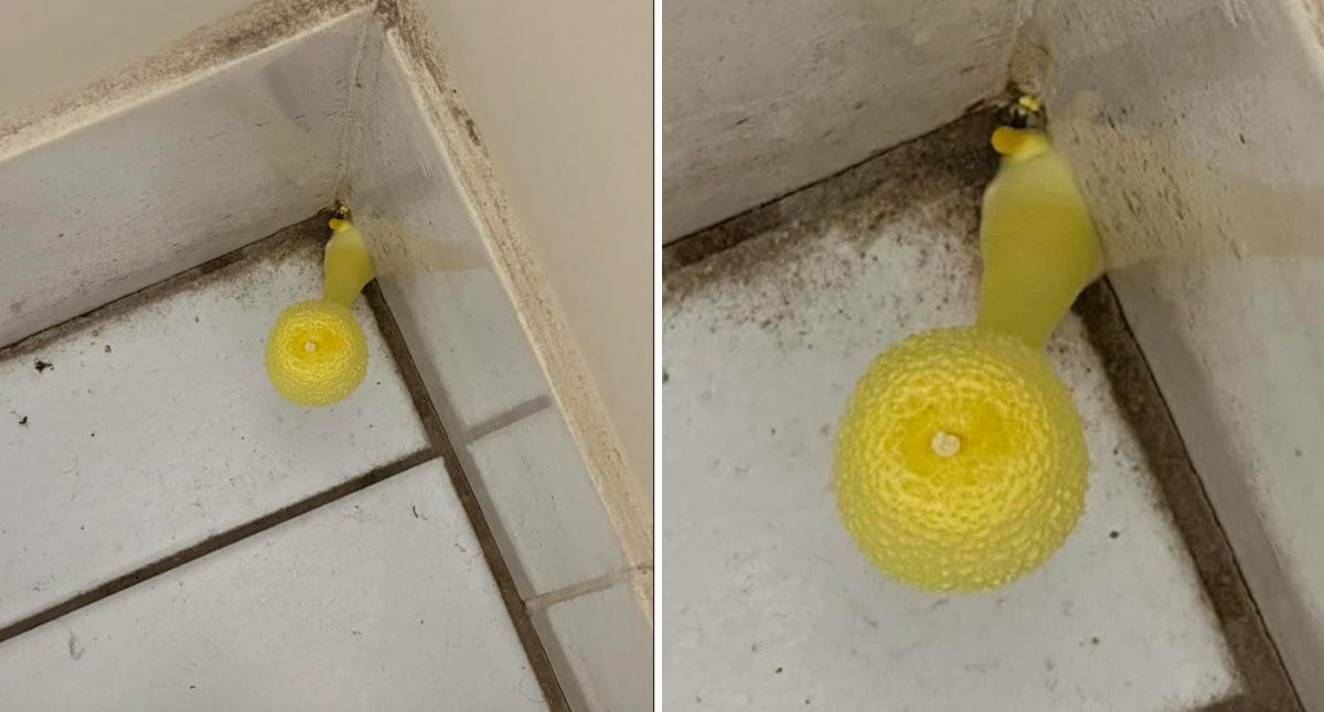 Weird find in Australian's shower has stumped the internet