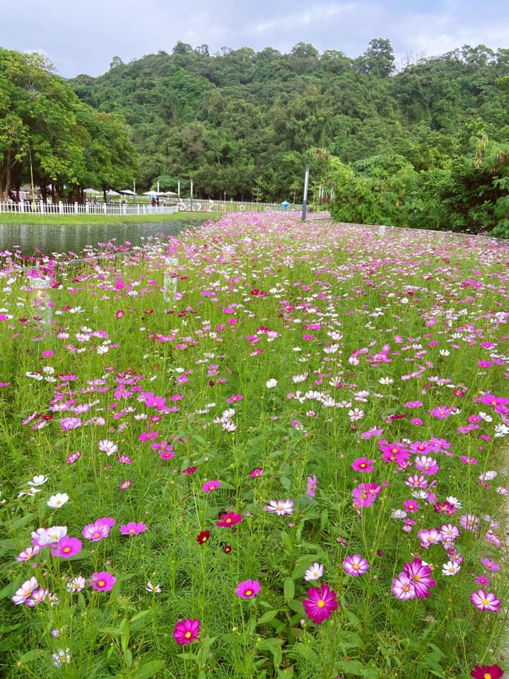 蝶豆花園