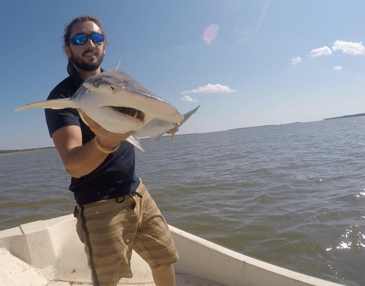 bonnetheads sharks