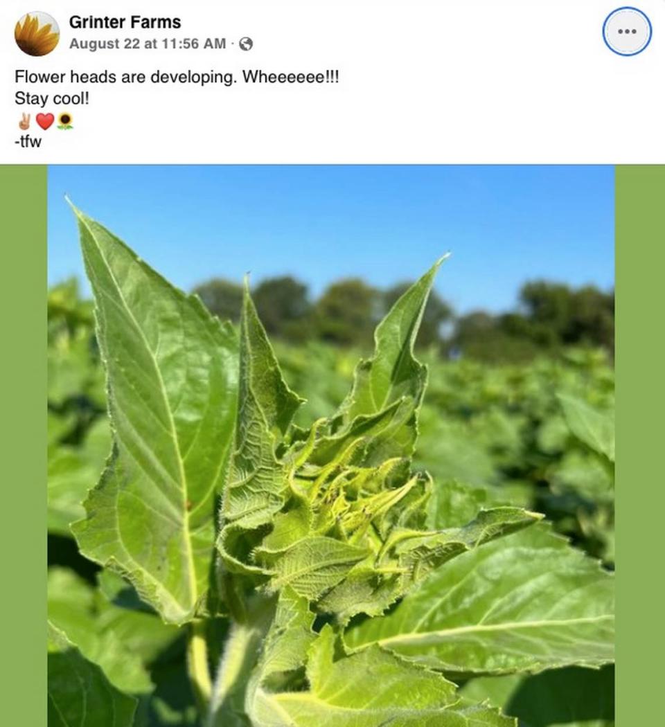 The sunflowers are beginning to come into their own at Grinter Farms.