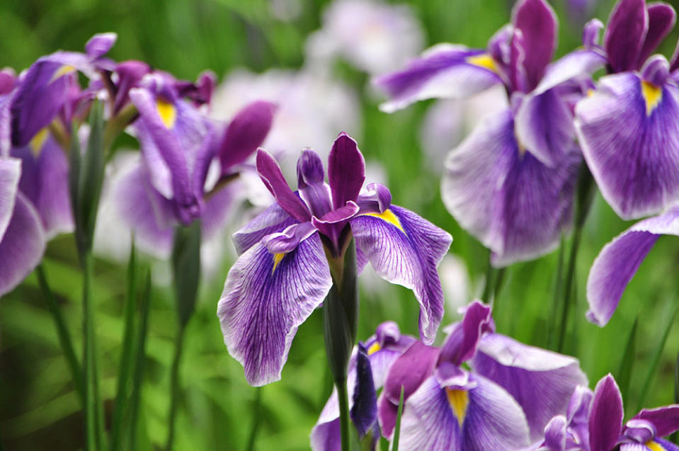 藥師池公園（Image Source : Getty Creative）