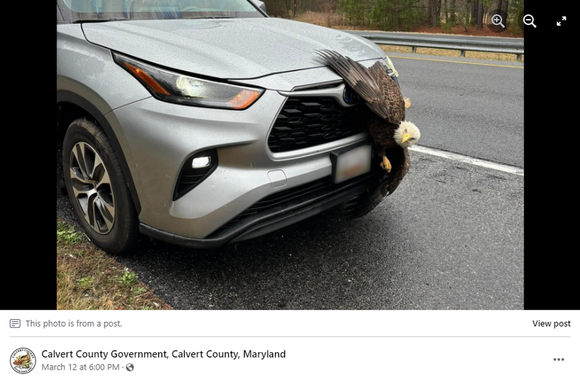 A bald eagle became trapped on the grille of a car in Maryland when it collided with the vehicle, deputies said. Screengrab from Calvert County Government's Facebook post