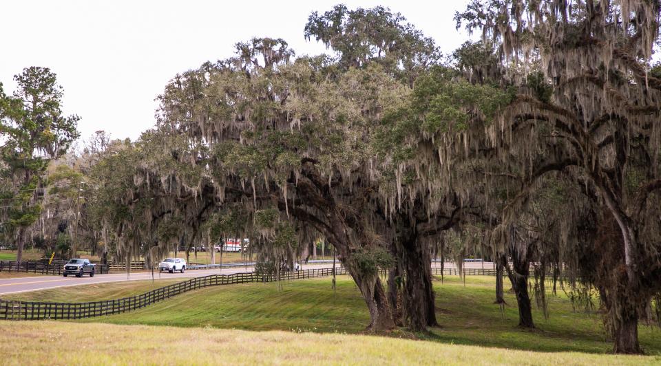 Traffic makes its way down County Road 318 by the former Ocala Jockey Club property on Dec. 13.