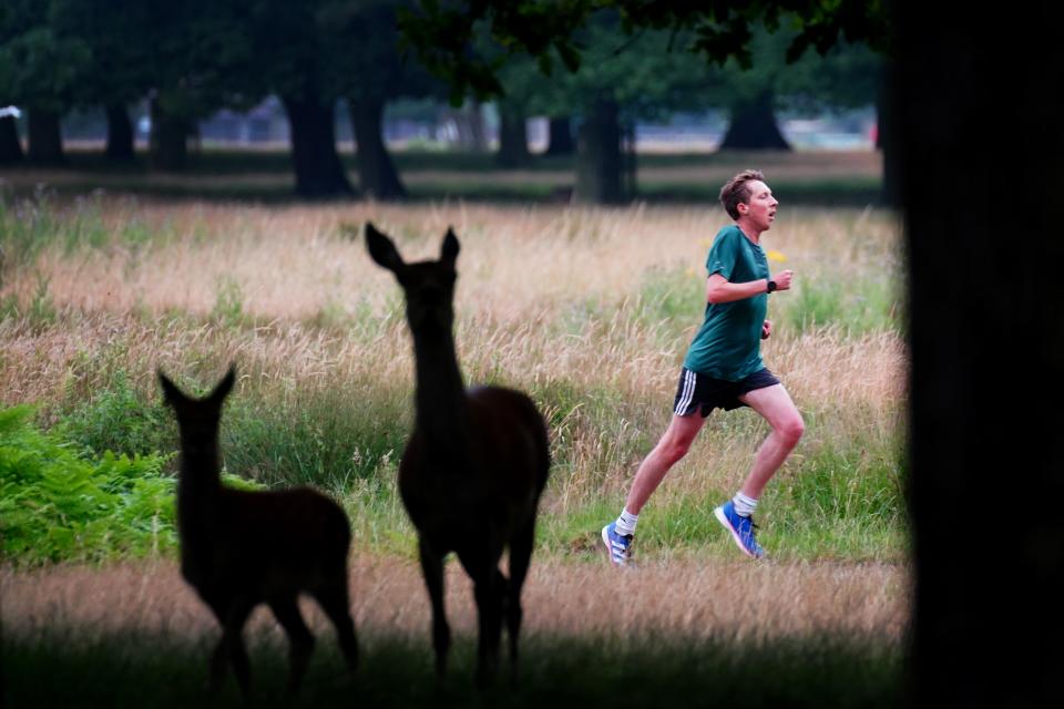 A runner passes two deer as he takes part in the Parkrun at Bushy Park in London (Victoria Jones/PA) (PA Wire)